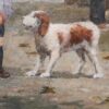 #886 - BOY GIRL & A DOG - Oil Painting - Image 3